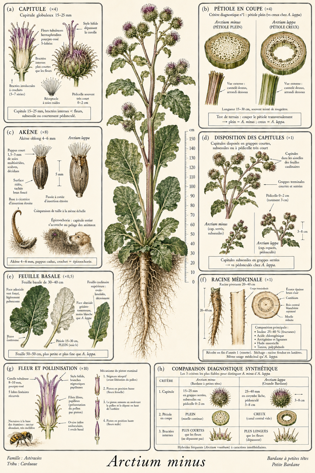 Planche botanique Bardane à petites têtes