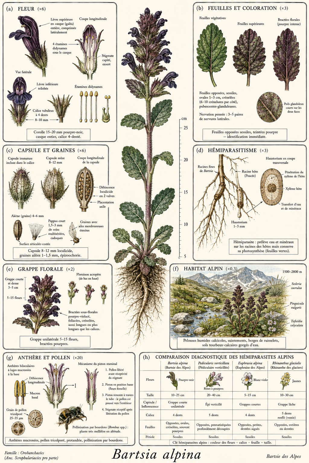 Planche botanique Bartsie des Alpes