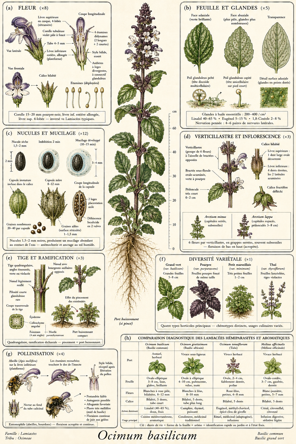 Planche botanique Basilic commun