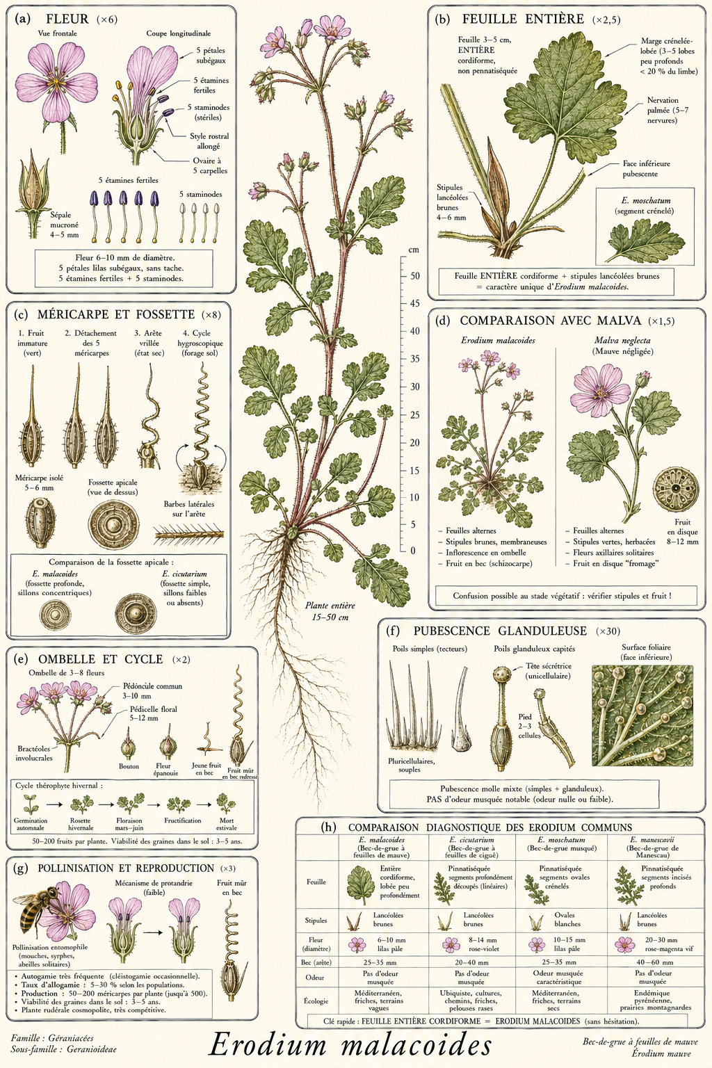 Planche botanique Bec-de-grue à feuilles de mauve