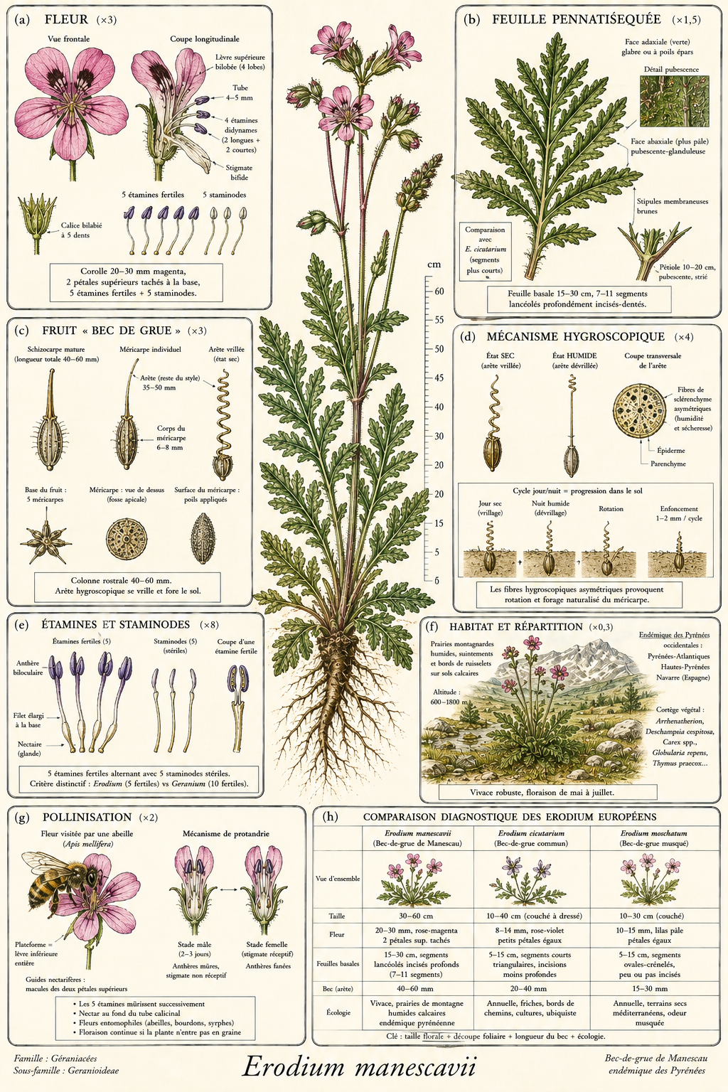 Planche botanique Bec-de-grue de Manescau