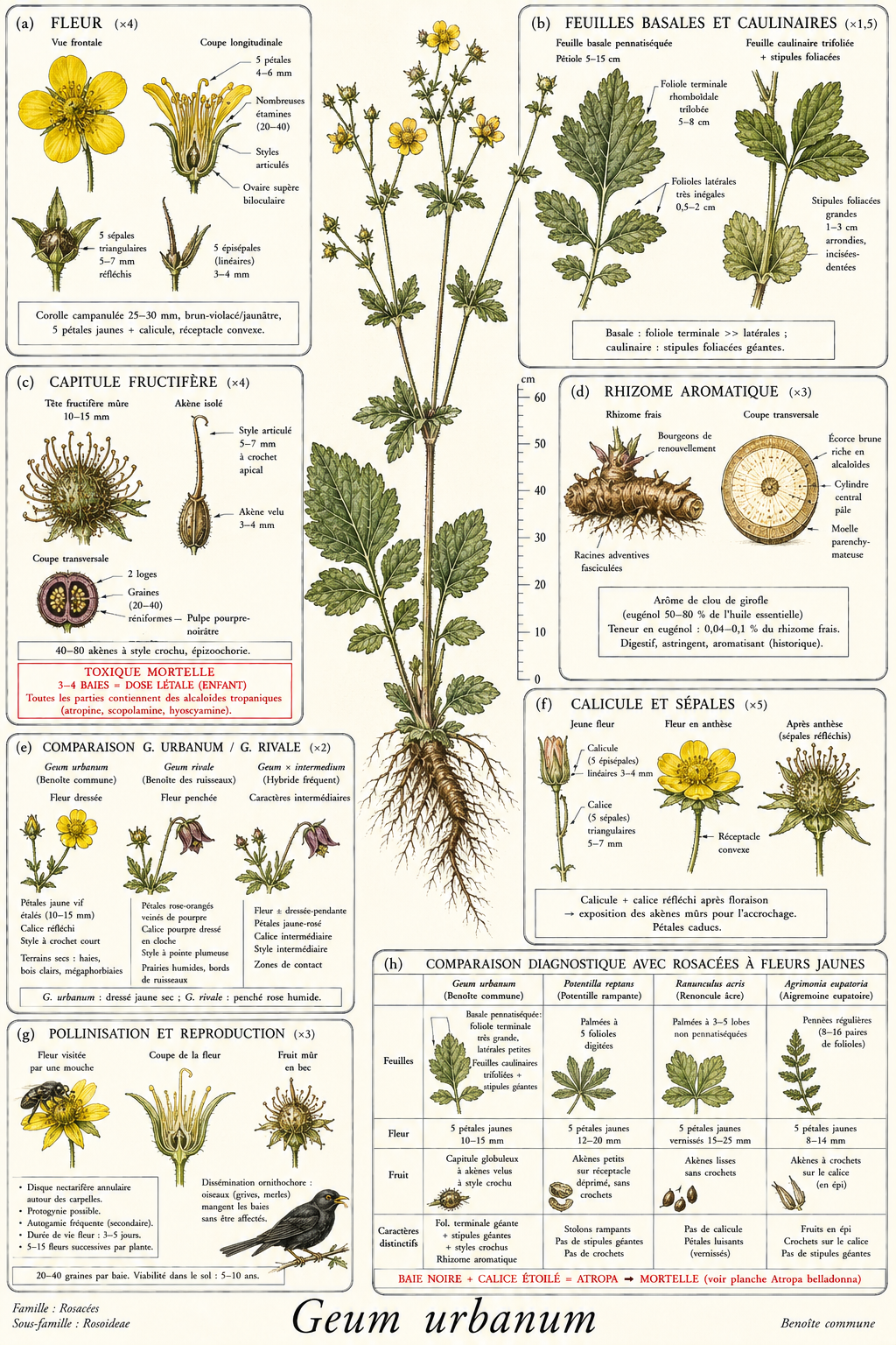 Planche botanique Benoîte commune