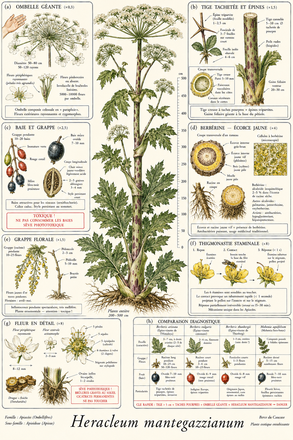 Planche botanique Berce du Caucase