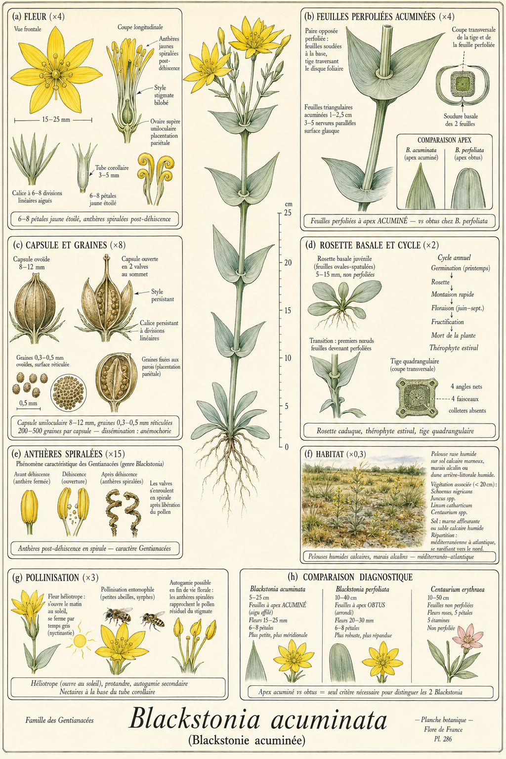 Planche botanique Blackstonie acuminée