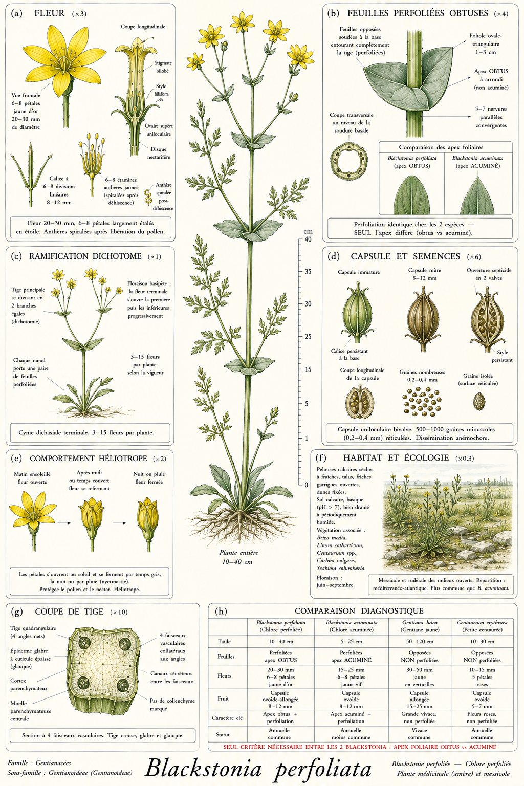 Planche botanique Blackstonie perfoliée