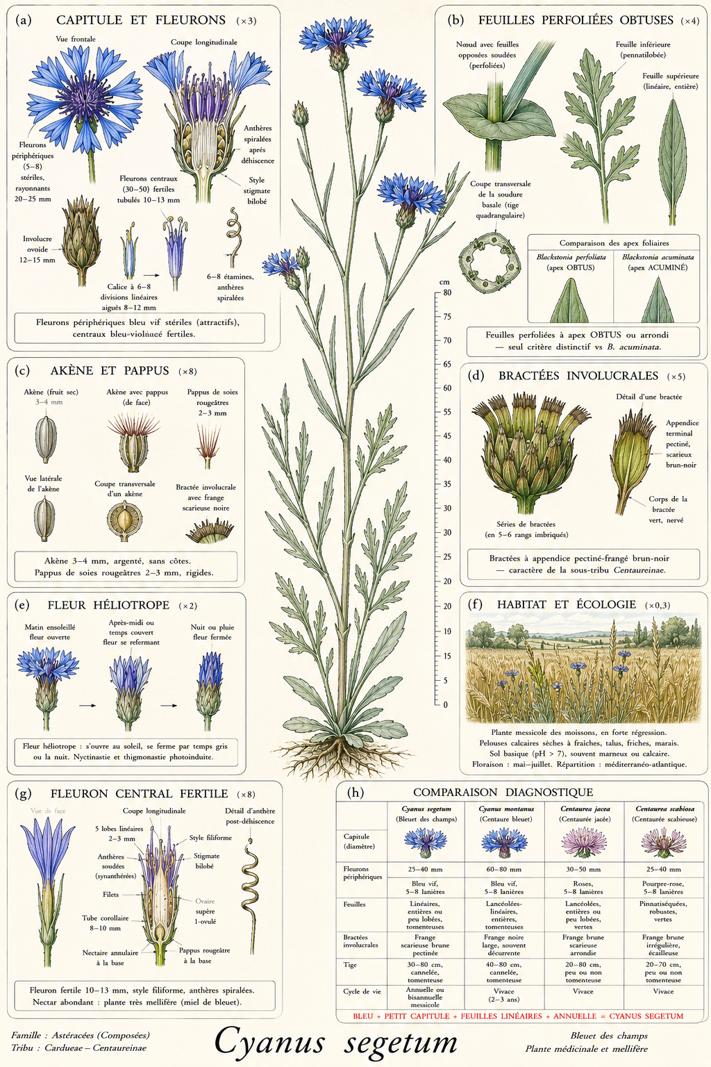 Planche botanique Bleuet des champs