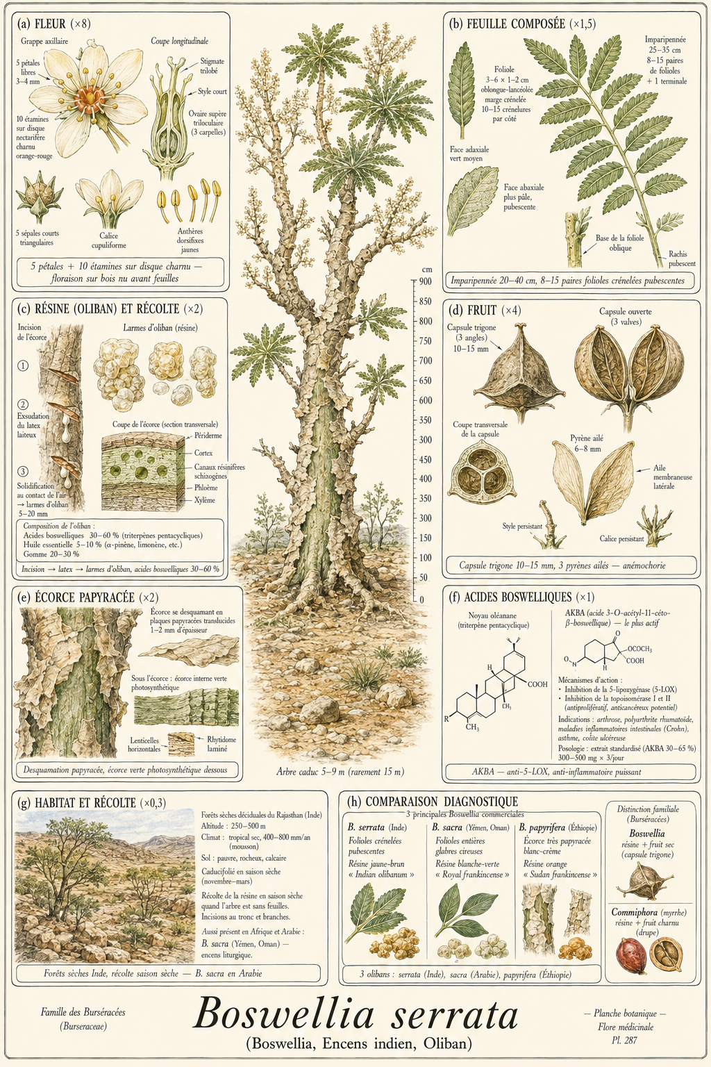 Planche botanique Boswellia