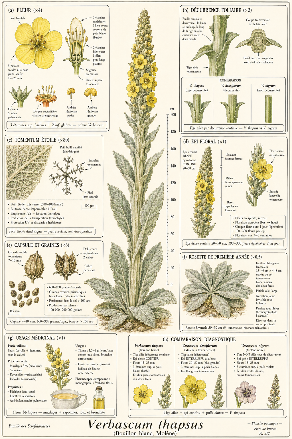 Planche botanique Bouillon blanc