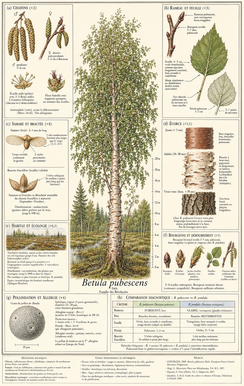 Planche botanique Bouleau pubescent