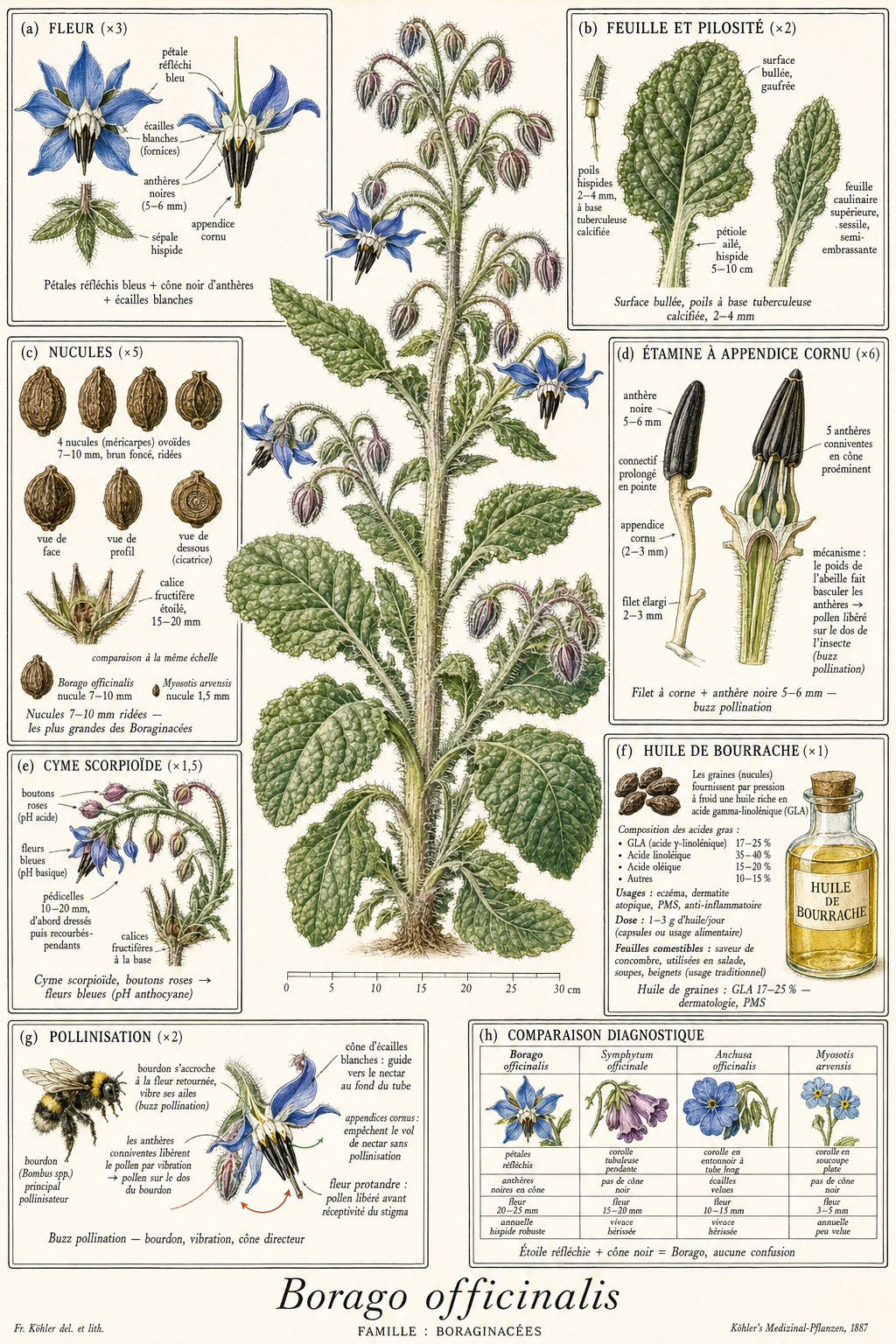 Planche botanique Bourrache officinale