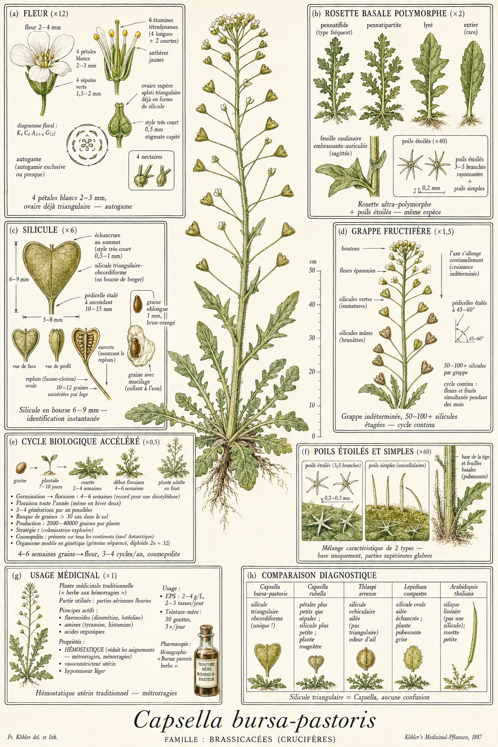Planche botanique Bourse-à-pasteur