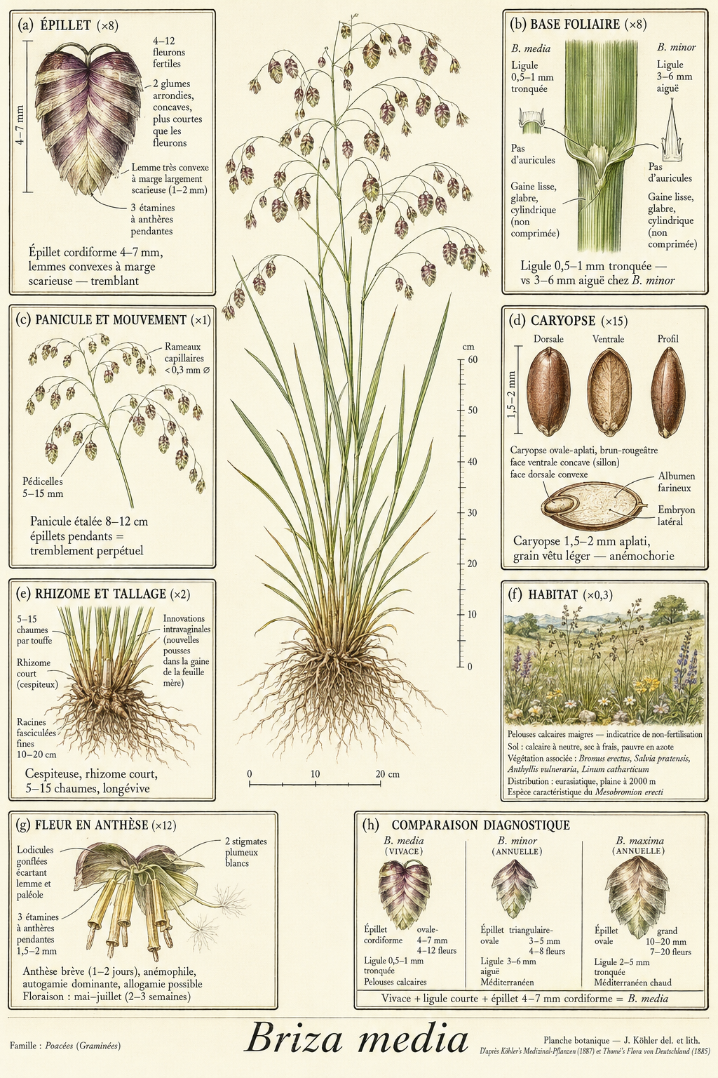 Planche botanique Brize intermédiaire
