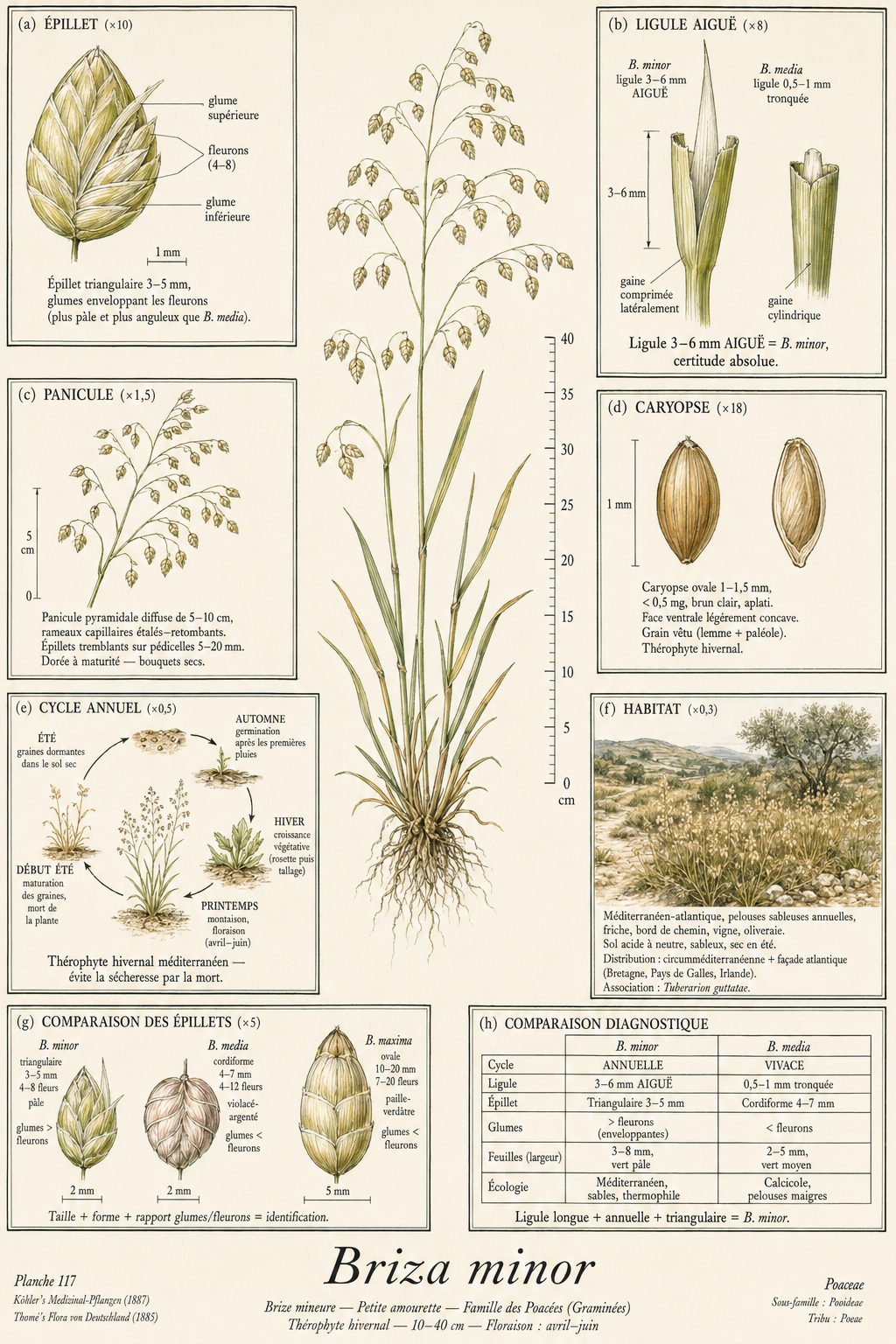 Planche botanique Brize mineure