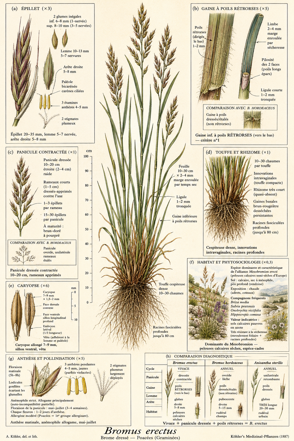 Planche botanique Brome dressé