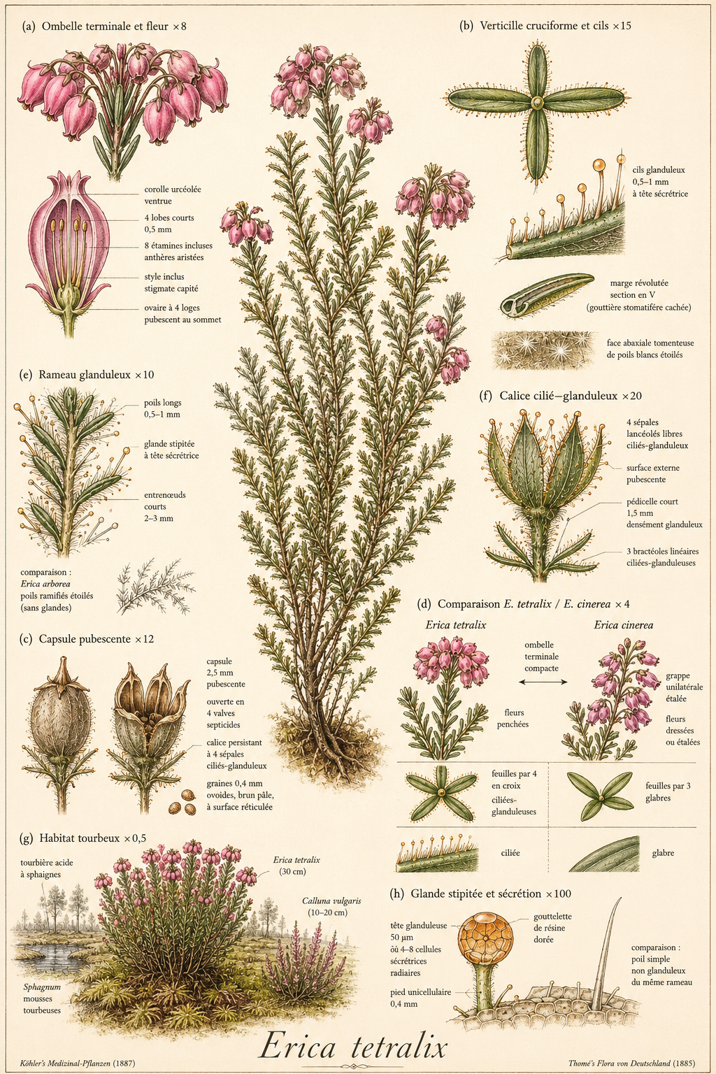 Planche botanique Bruyère à quatre angles