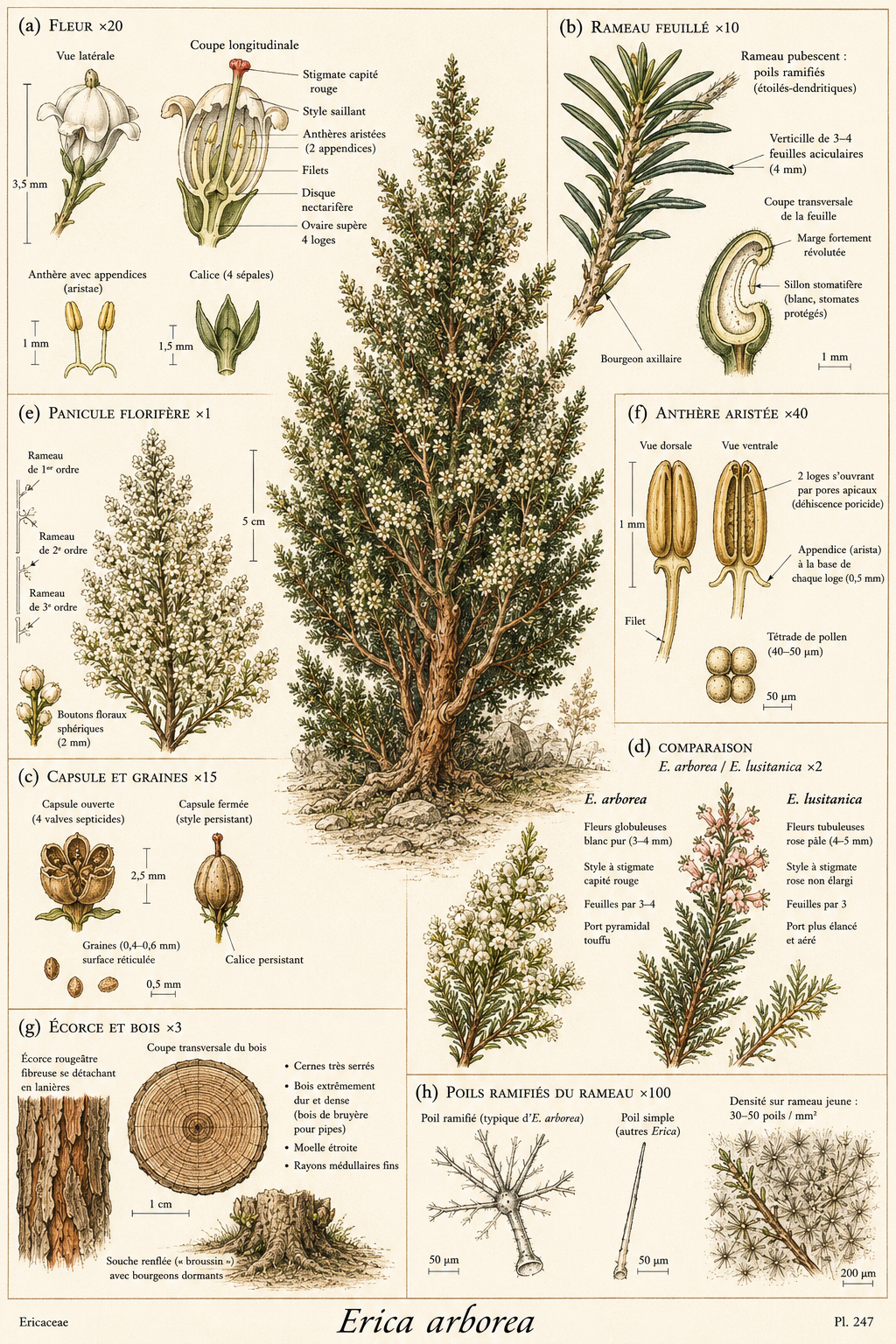 Planche botanique Bruyère arborescente