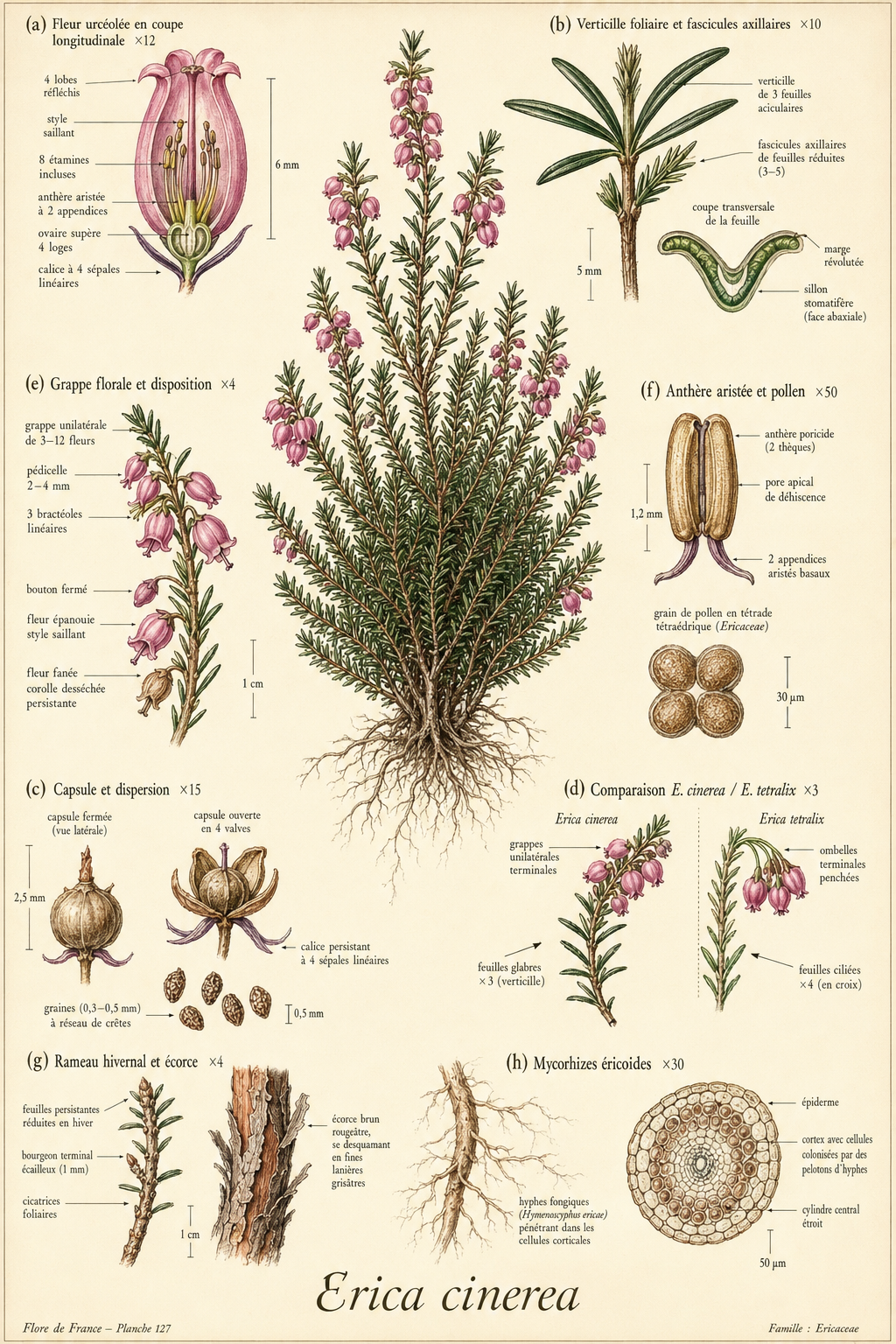 Planche botanique Bruyère cendrée