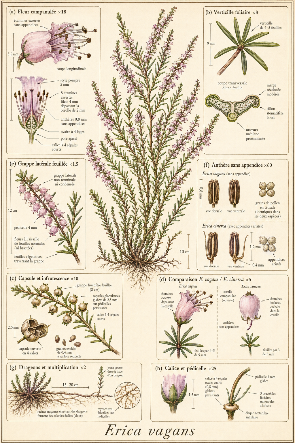Planche botanique Bruyère vagabonde