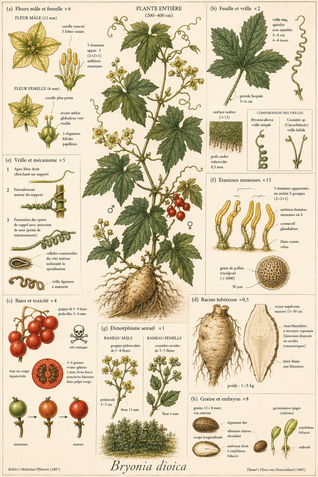 Planche botanique Bryone dioïque