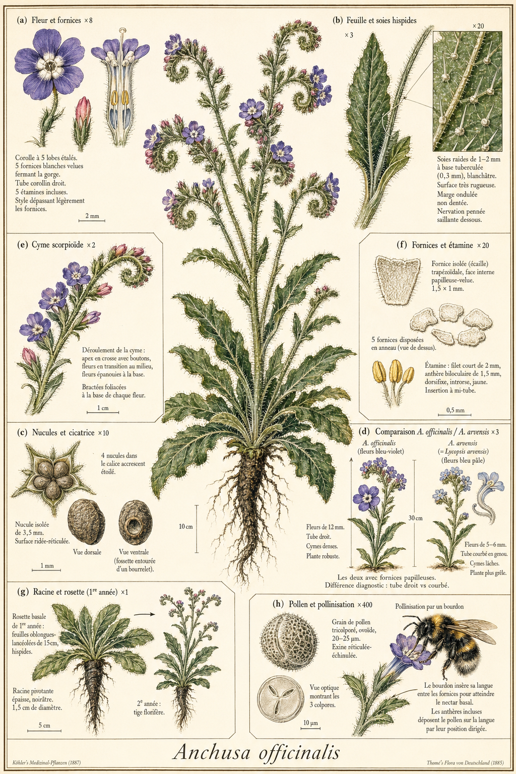 Planche botanique Buglosse officinale