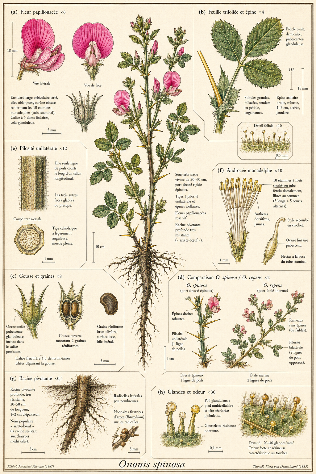 Planche botanique Bugrane épineuse