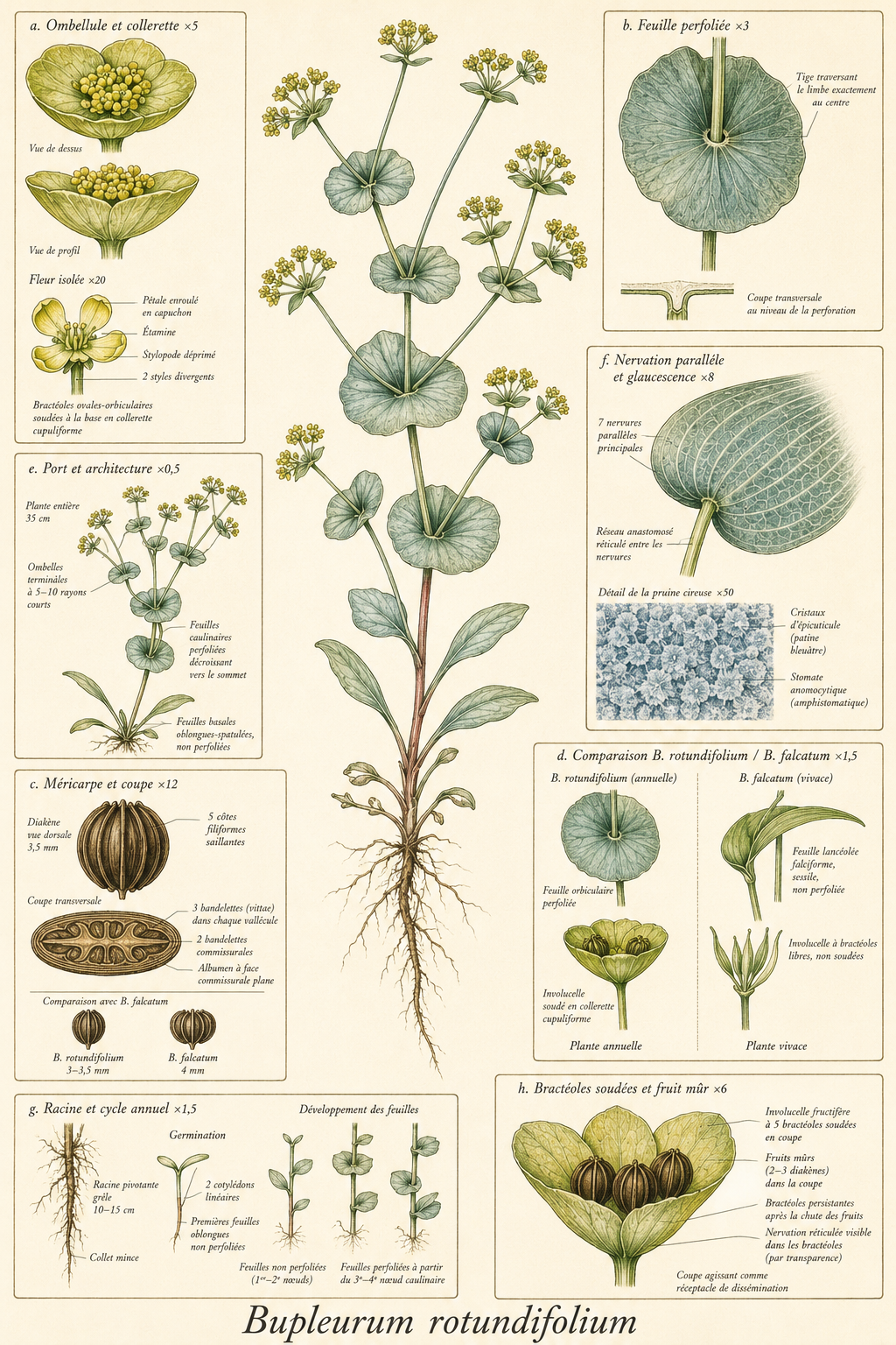 Planche botanique Buplèvre à feuilles rondes
