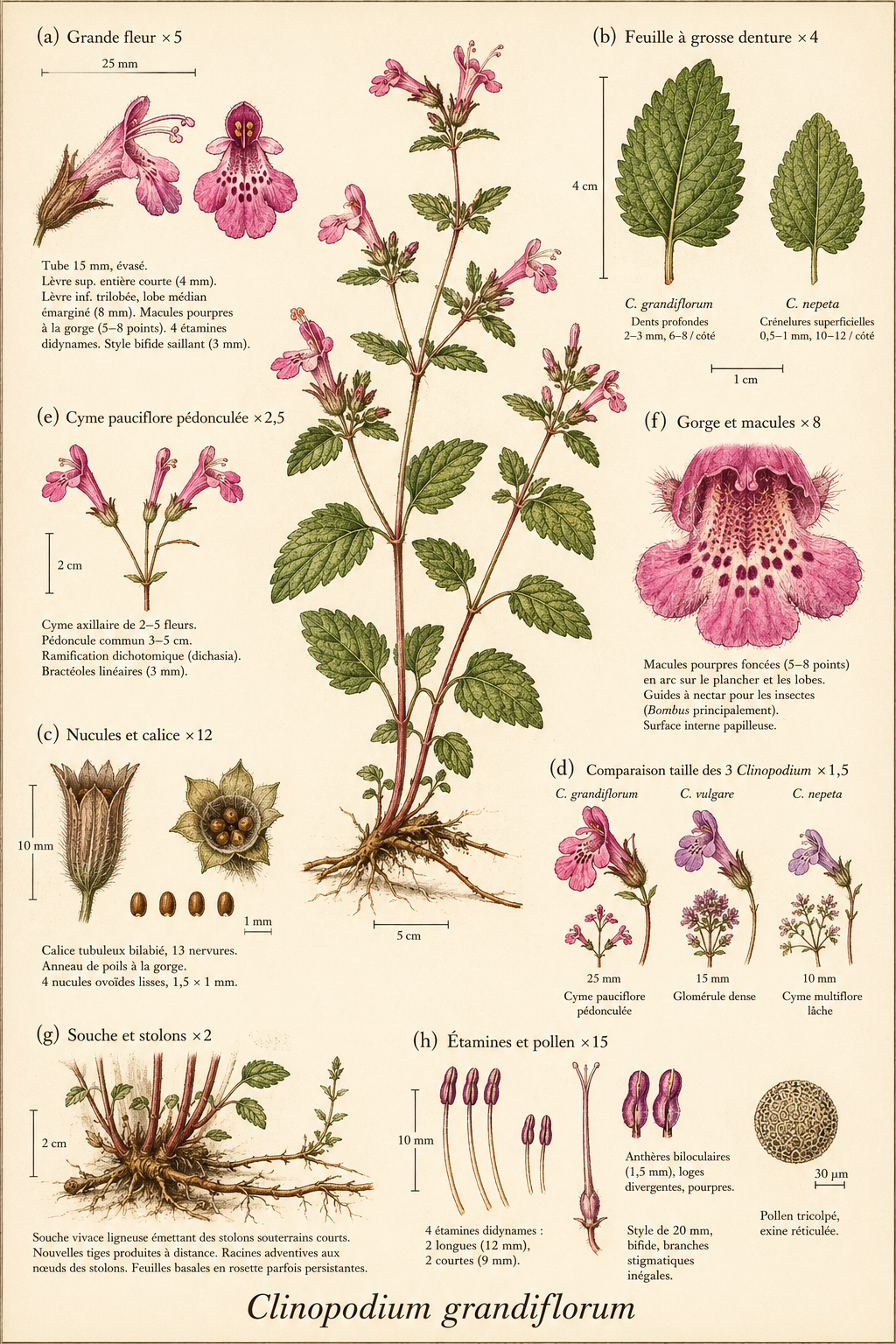 Planche botanique Calament à grandes fleurs