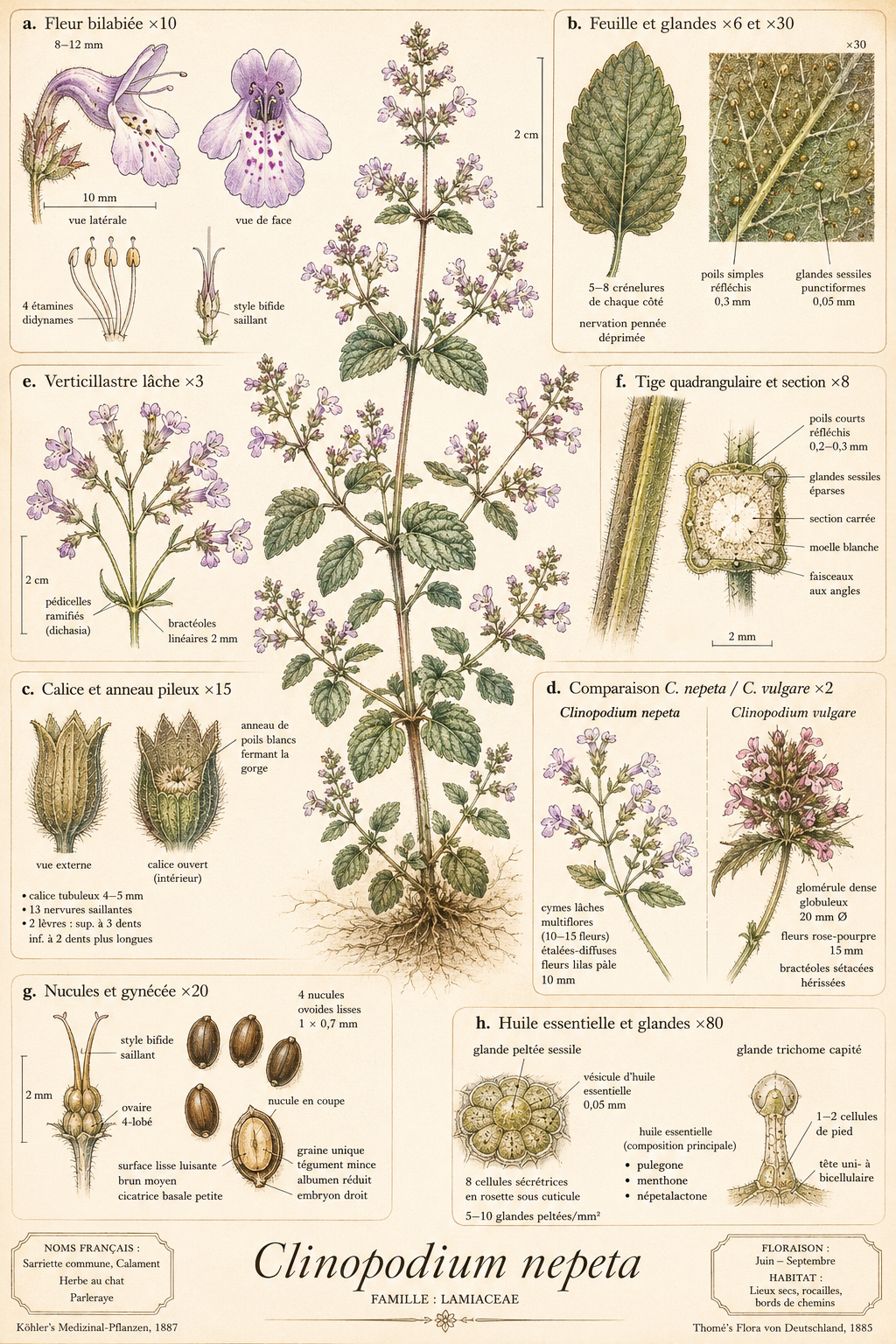 Planche botanique Calament népéta