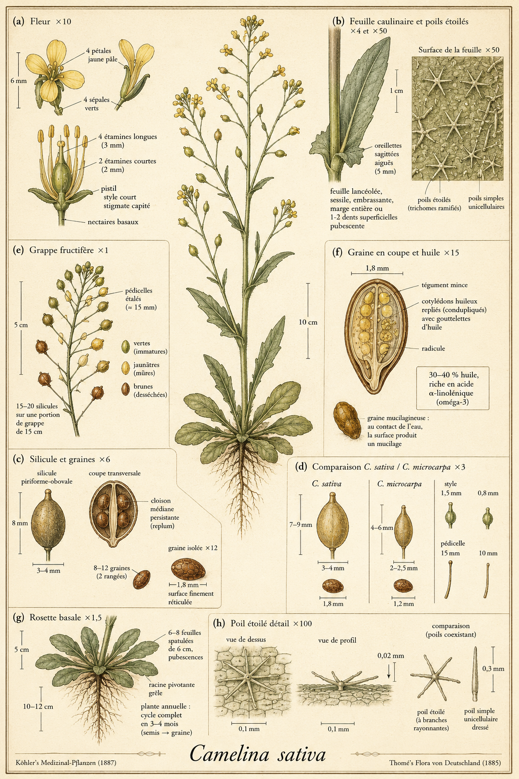 Planche botanique Cameline cultivée