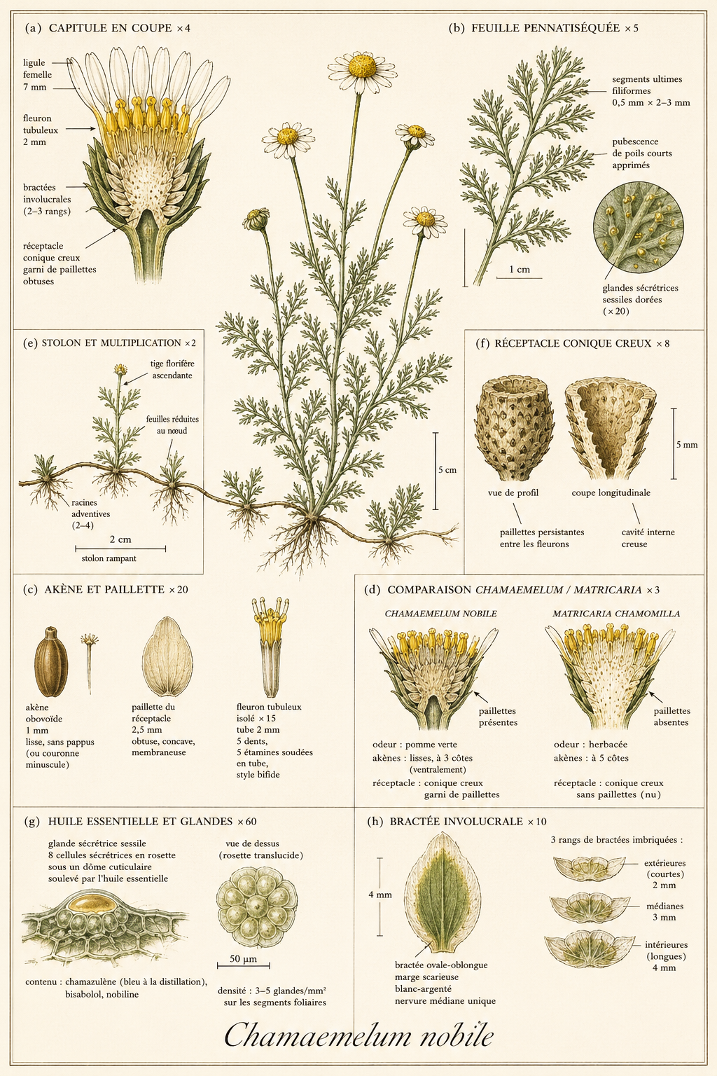 Planche botanique Camomille romaine