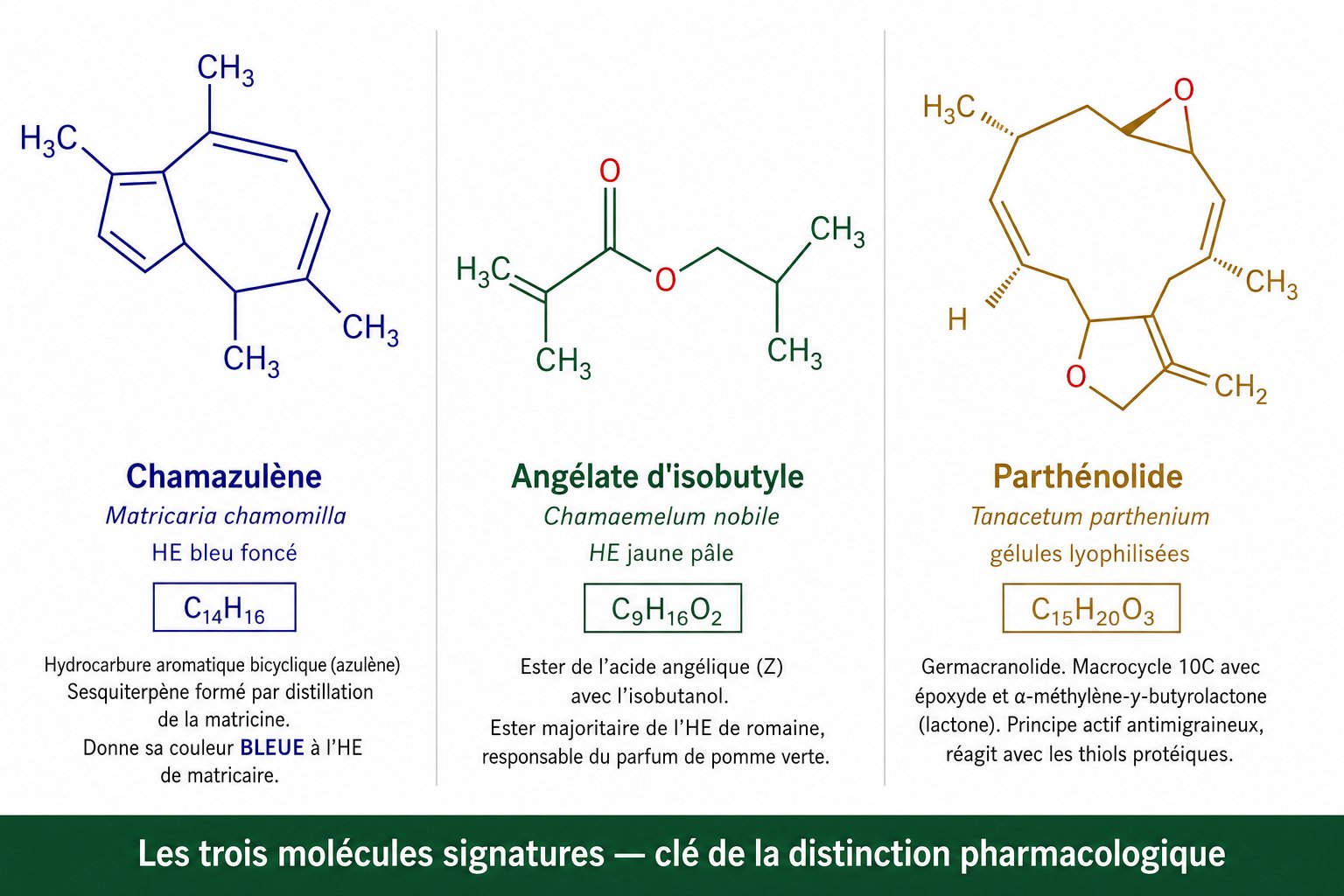 Structures chimiques comparées : chamazulène, angélate d'isobutyle et parthénolide