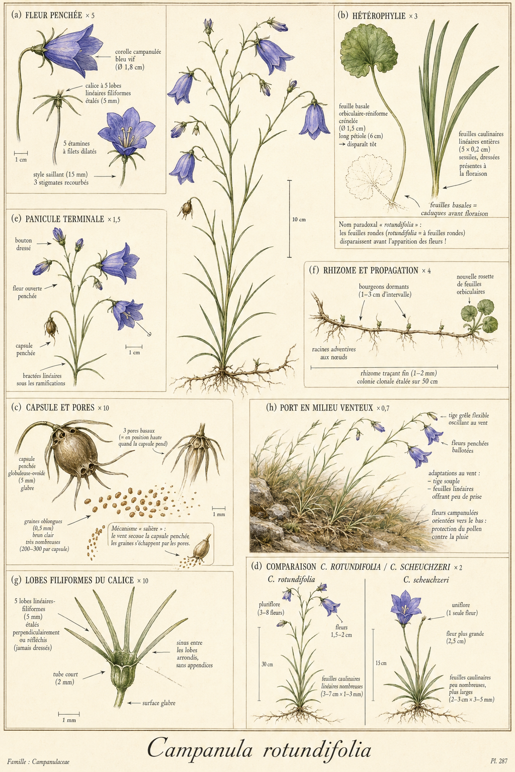 Planche botanique Campanule à feuilles rondes