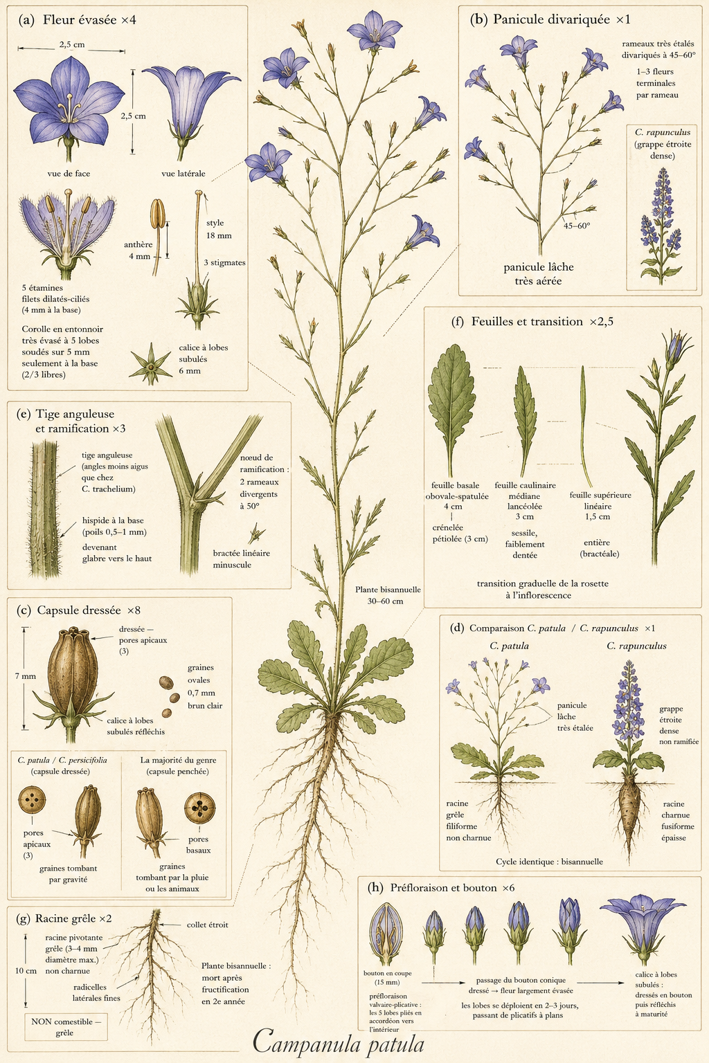 Planche botanique Campanule étalée