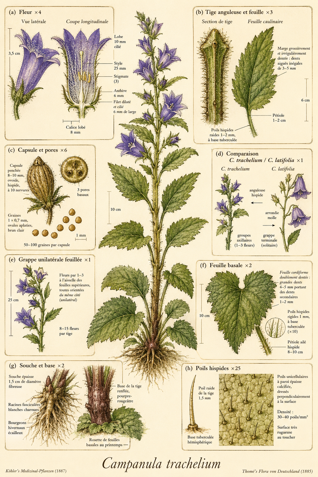 Planche botanique Campanule gantelée