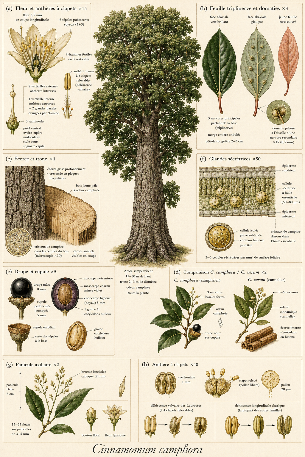 Planche botanique Camphrier