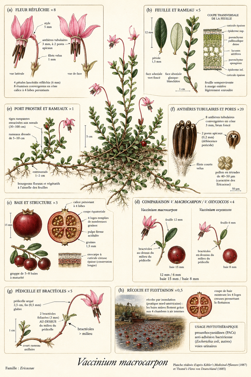 Planche botanique Canneberge