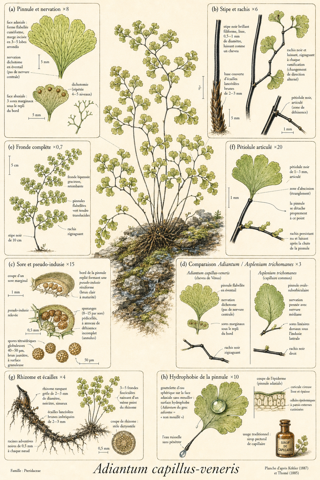 Planche botanique Capillaire de Montpellier