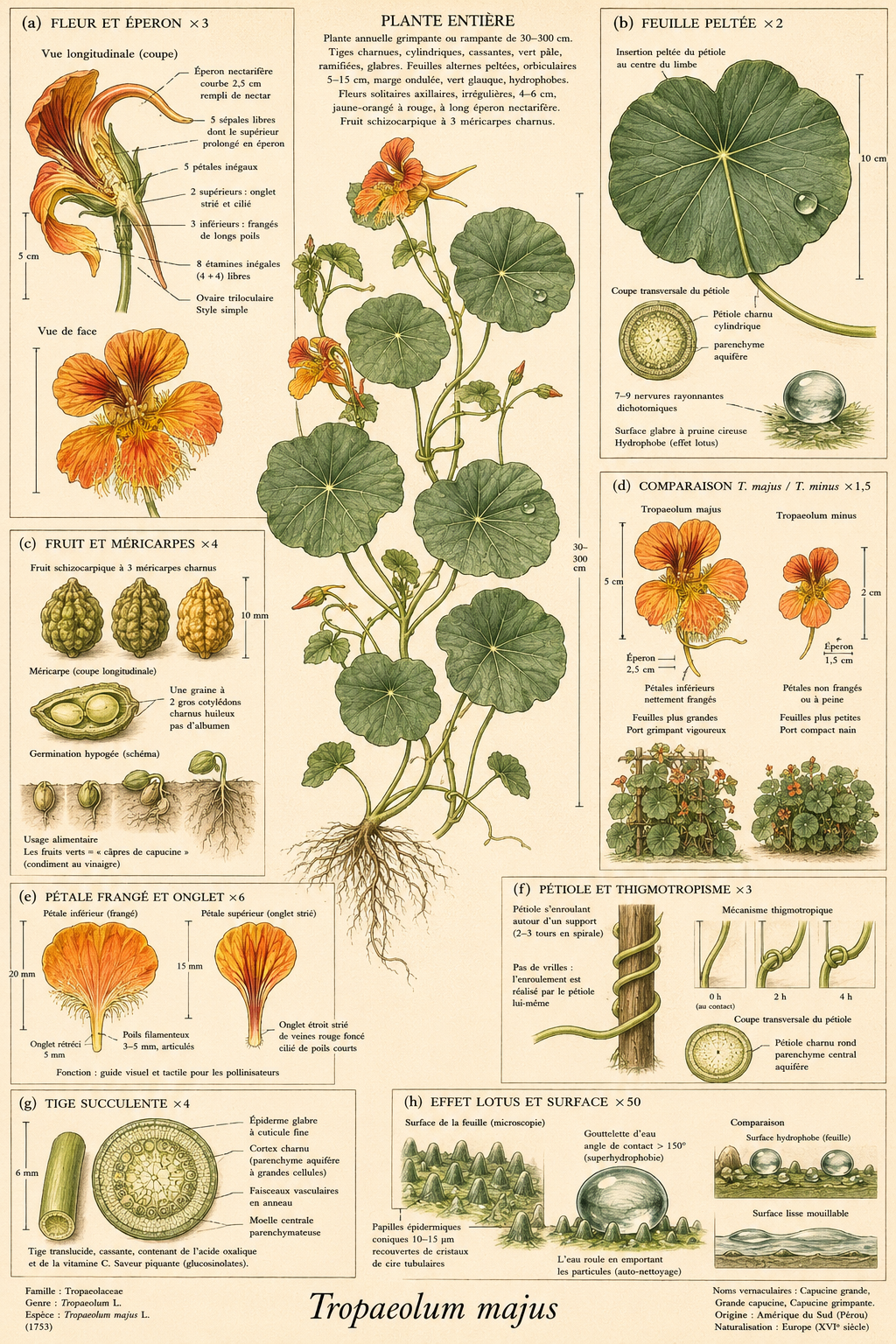 Planche botanique Capucine