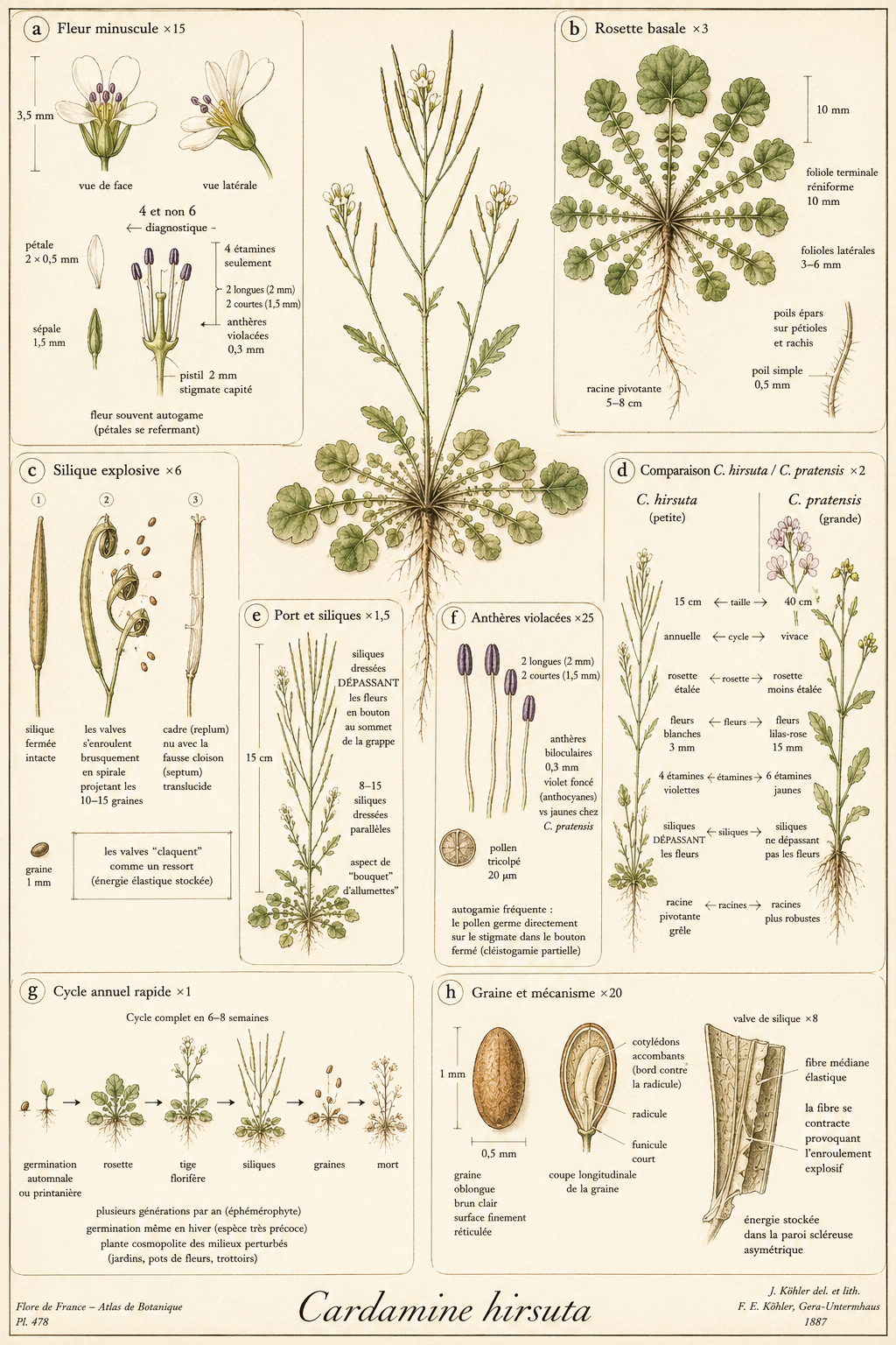 Planche botanique Cardamine hérissée