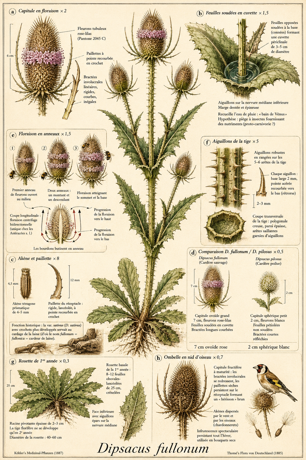 Planche botanique Cardère sauvage