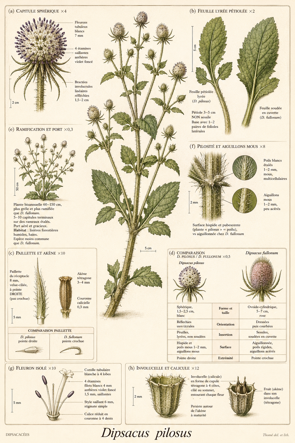 Planche botanique Cardère velue
