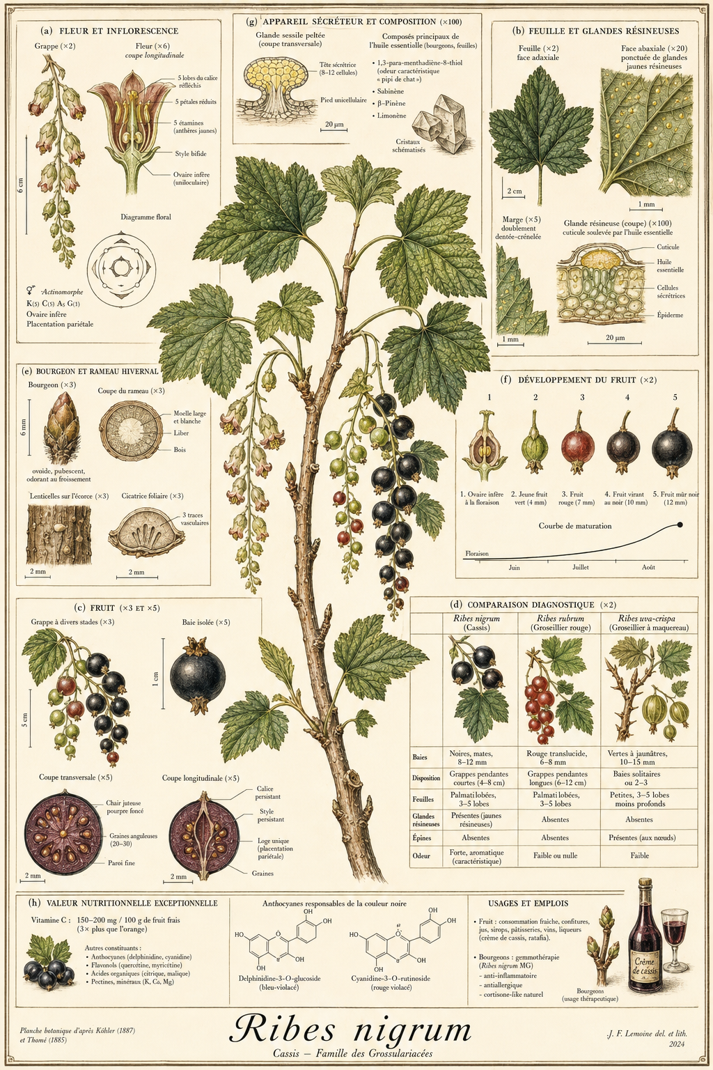 Planche botanique Cassis