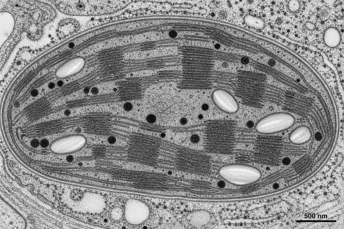 Micrographie TEM d'un chloroplaste montrant les grana, thylakoïdes et plastoglobules