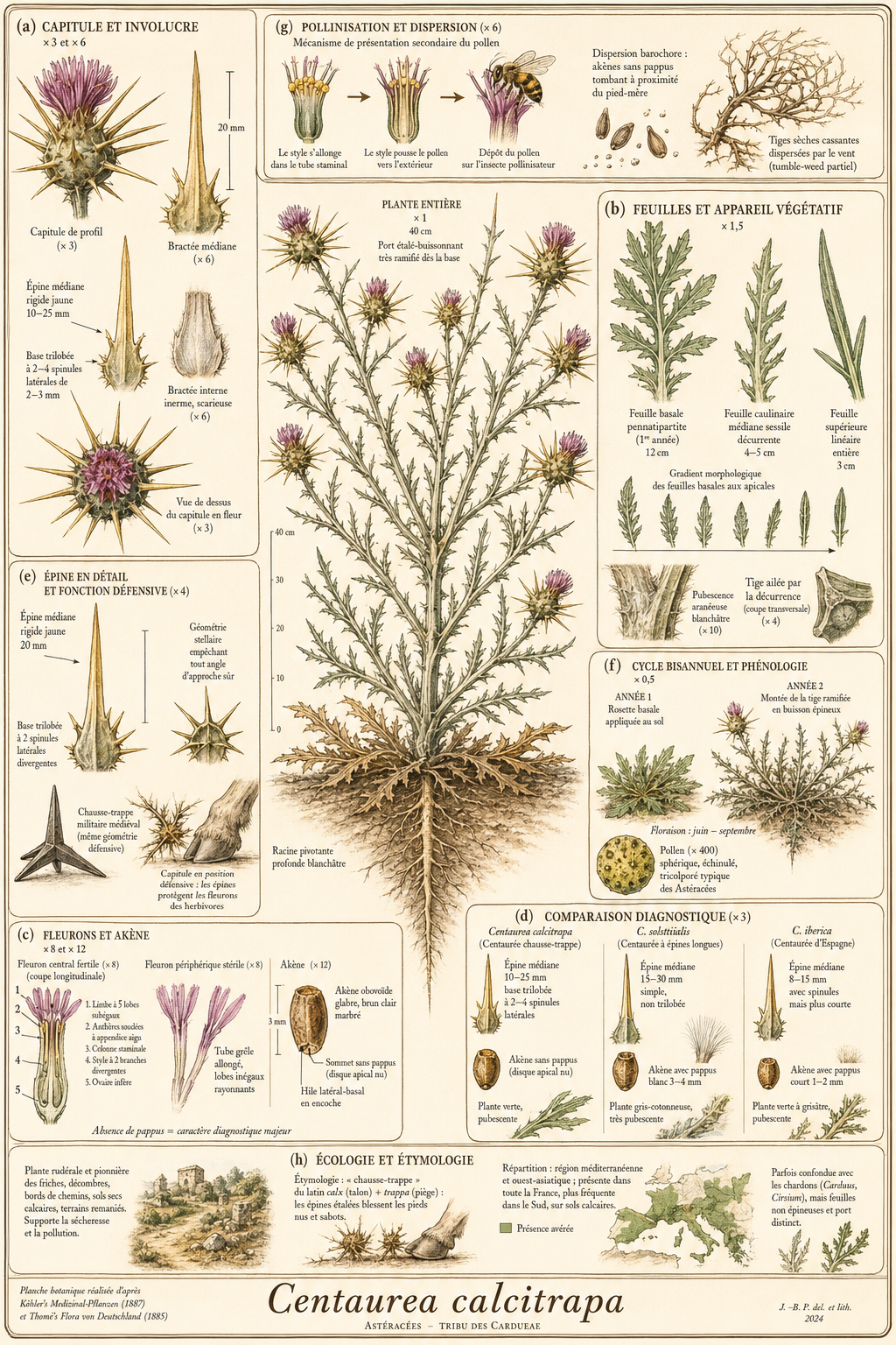 Planche botanique Centaurée chausse-trappe
