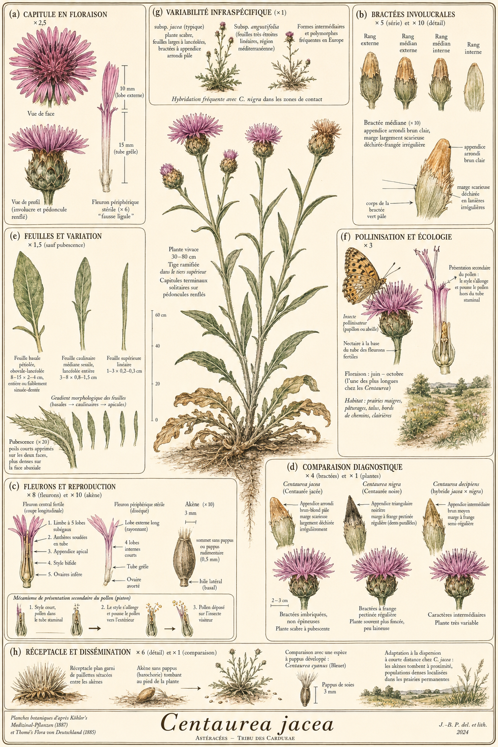 Planche botanique Centaurée jacée