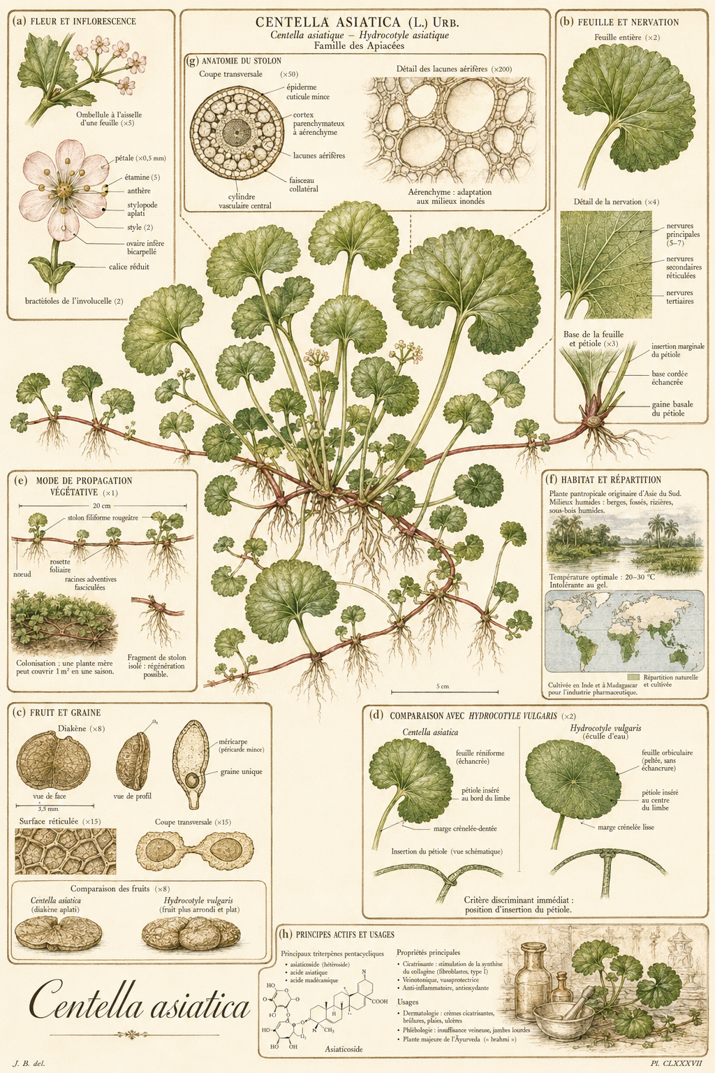 Planche botanique Centella