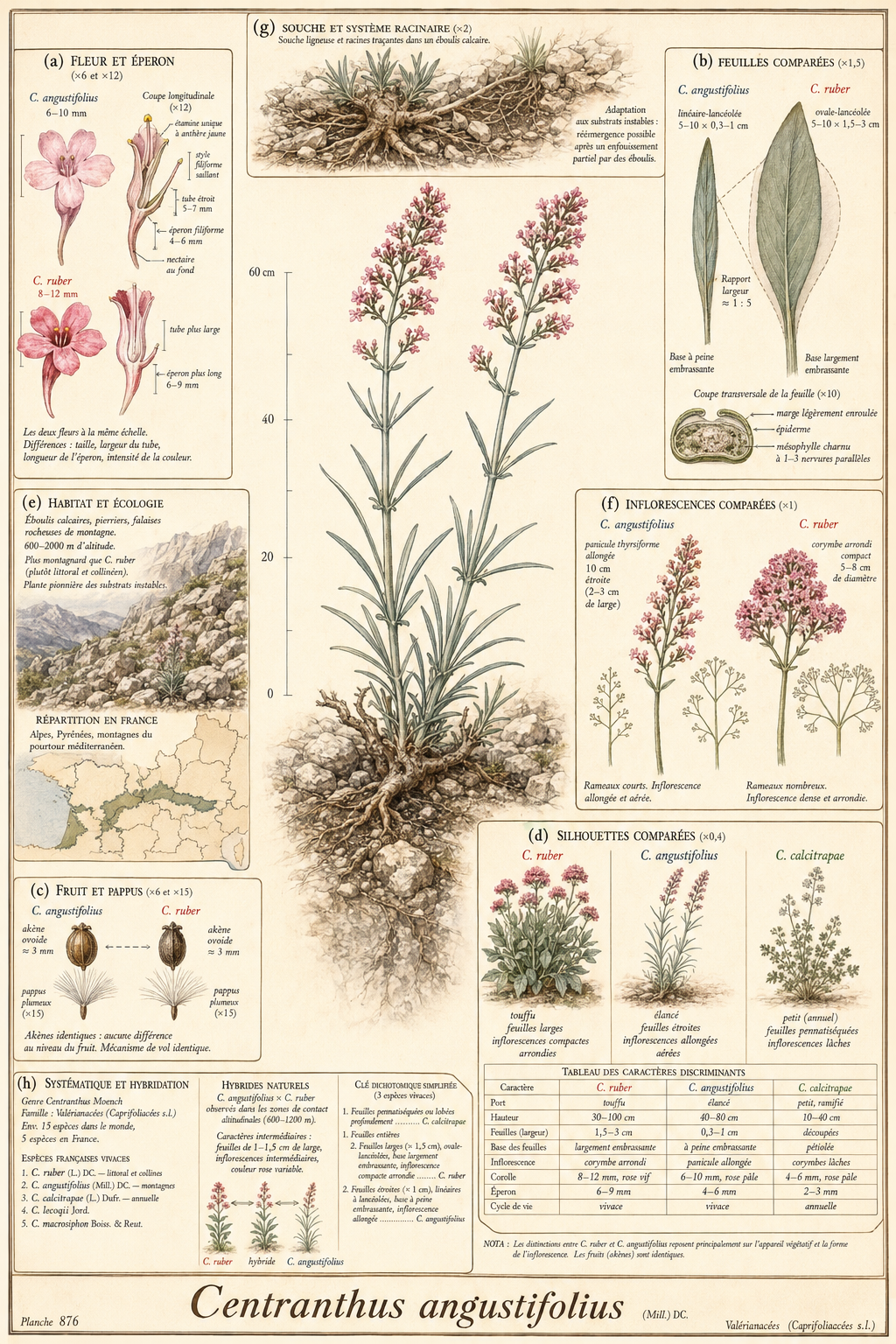 Planche botanique Centranthe à feuilles étroites