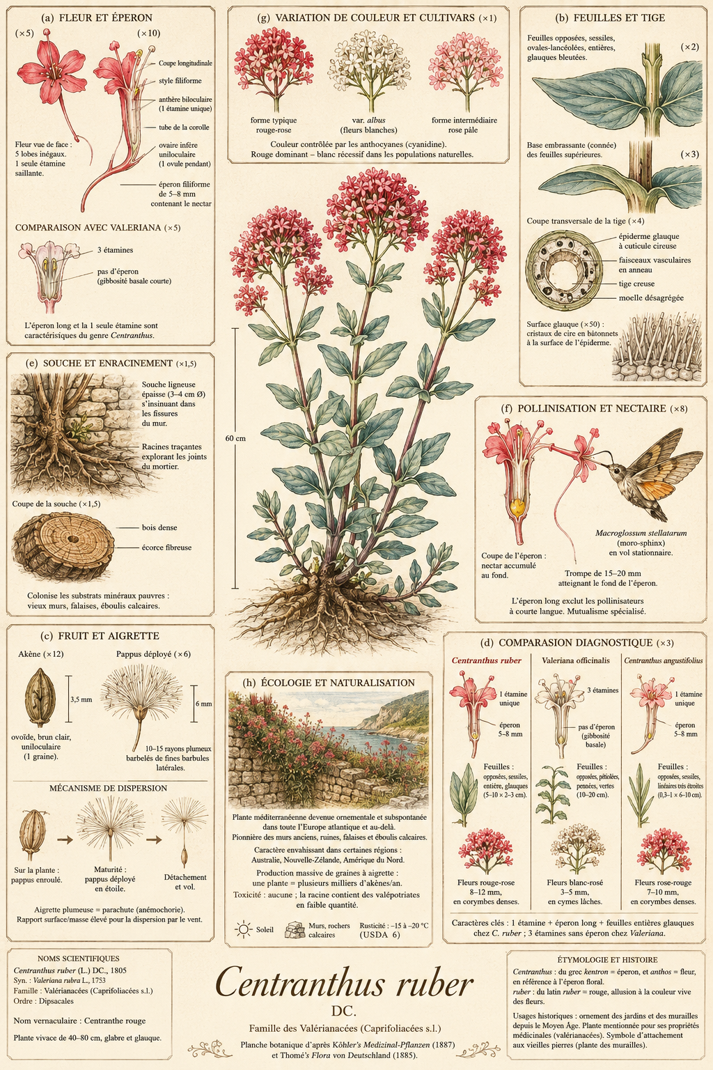Planche botanique Centranthe rouge