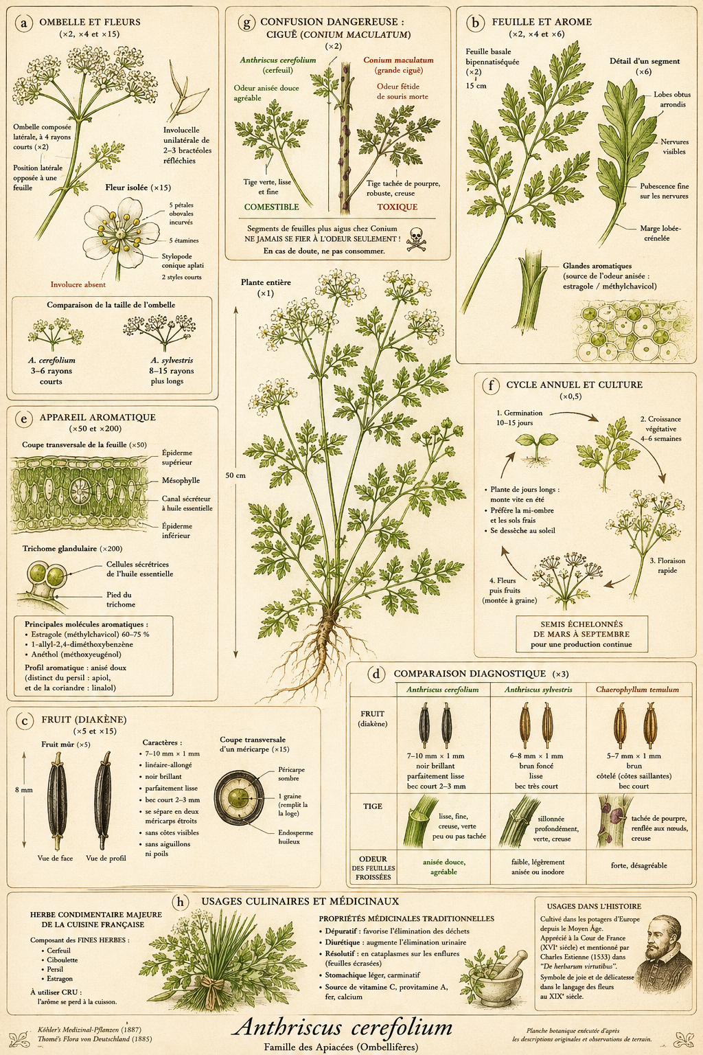 Planche botanique Cerfeuil commun