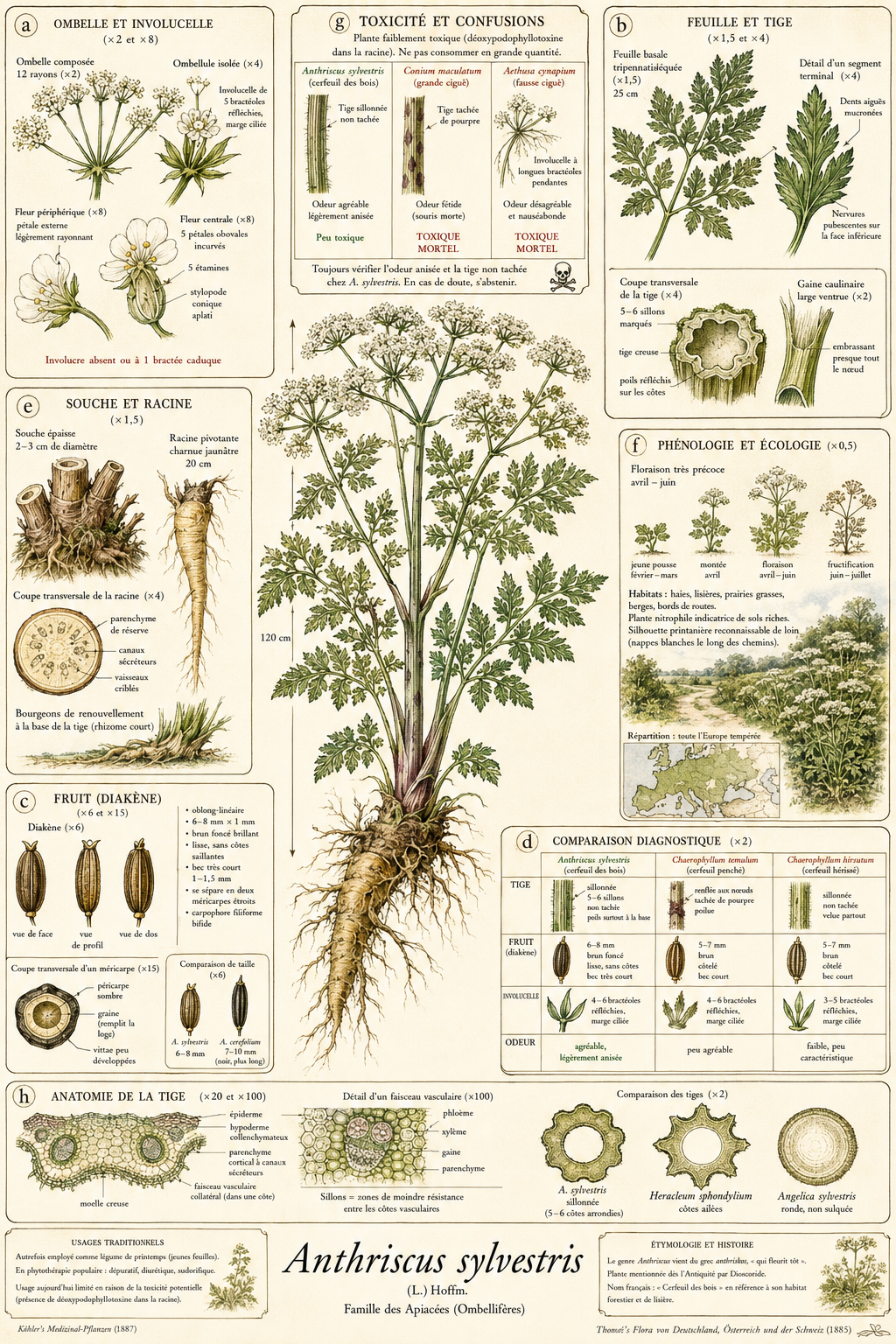 Planche botanique Cerfeuil des bois